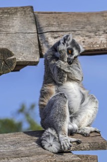 Ring-tailed lemur
