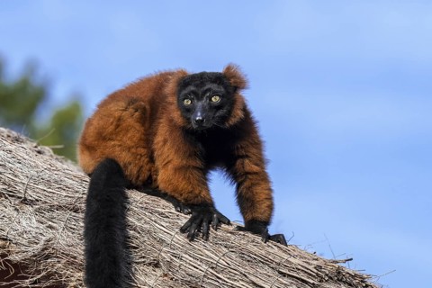 Red ruffed lemur