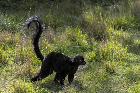 Black lemur