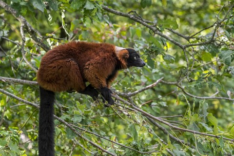 Red ruffed lemur