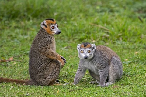 Pair of crowned