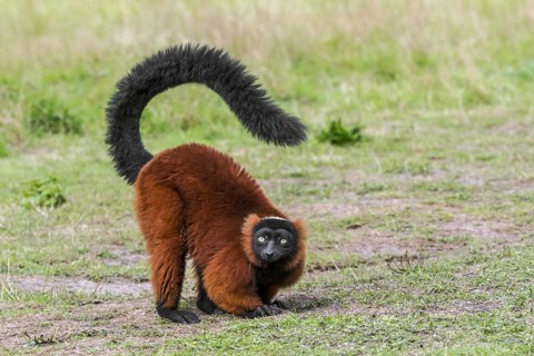 Red ruffed lemur