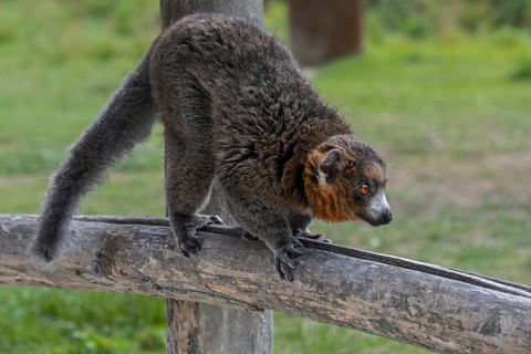 Mongoose lemur