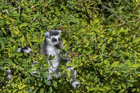 Ring-tailed lemur