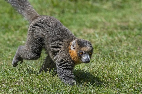 Mongoose lemur