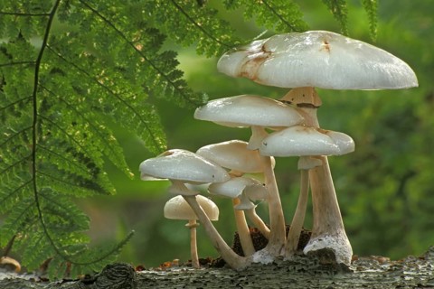 Porcelain fungus