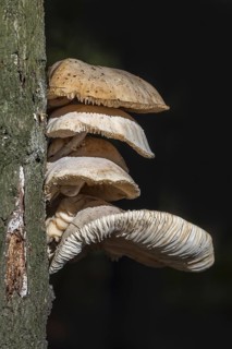 Cluster of porcelain fungi