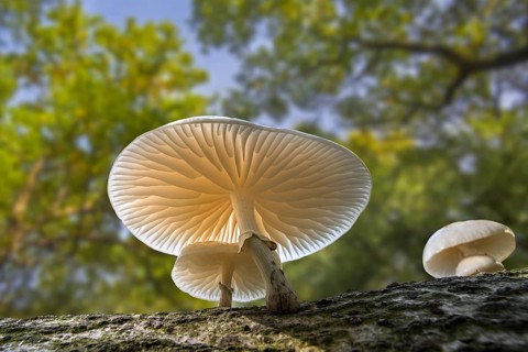 Porcelain fungus