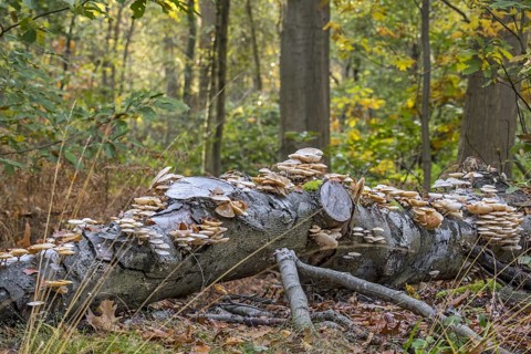 Porcelain fungus