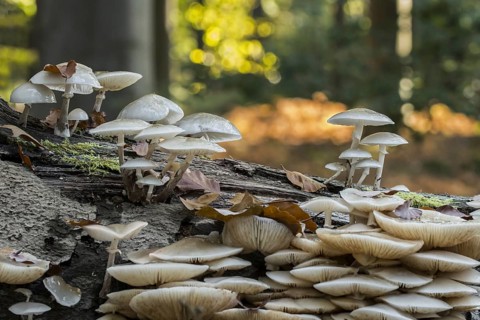 Porcelain fungus