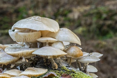 Porcelain fungus