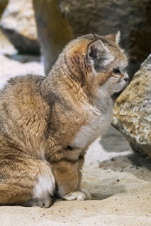 Sand cat