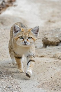 Sand cat