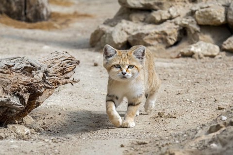 Sand cat