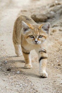 Sand cat
