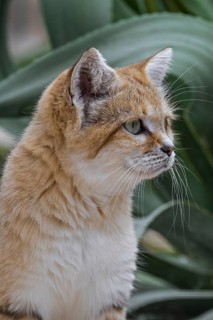 Sand cat