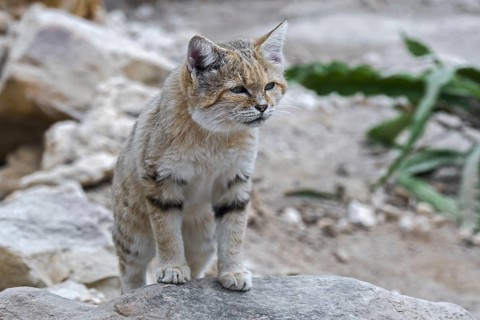 Sand cat