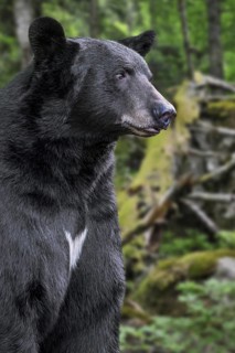 Close-up portrait of American black bear