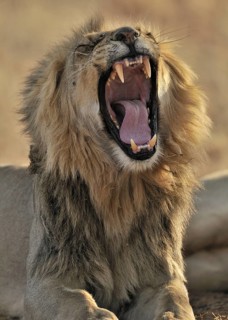 Male African lion