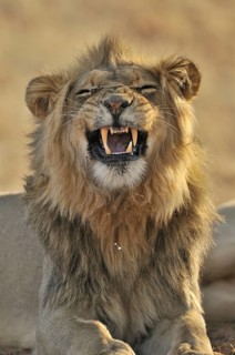 Male African lion