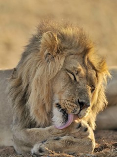 Male African lion