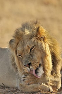 Male African lion