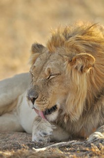 Male African lion