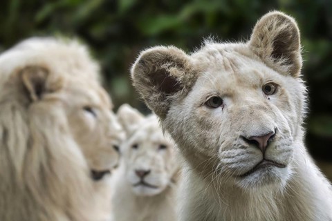 Male and juvenile leucistic white lions