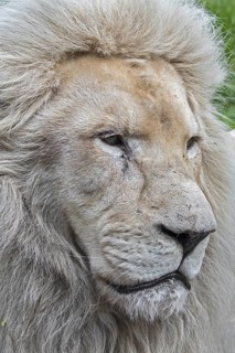 Male leucistic white lion