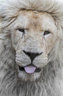 Male leucistic white lion