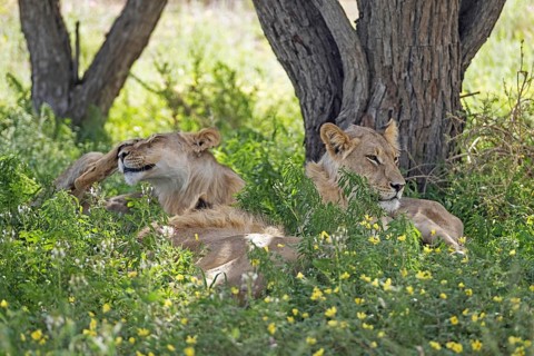 Three young male African lions