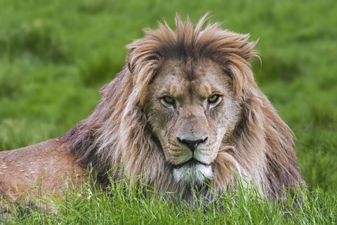 Barbary lion