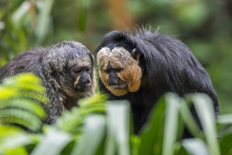 White-faced saki