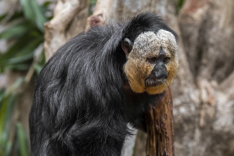 White-faced saki