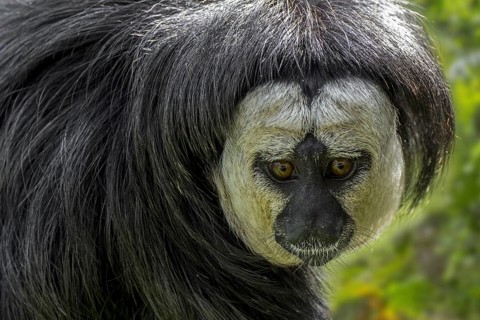 White-faced saki