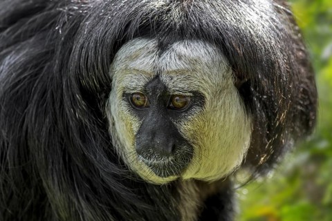 White-faced saki