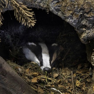European badger