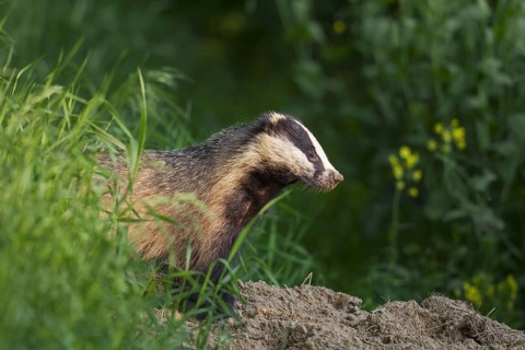 European badger