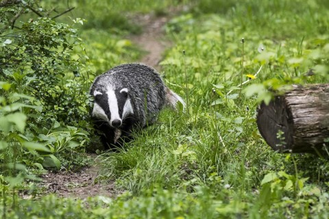 European badger