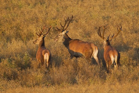 Herd of red deer