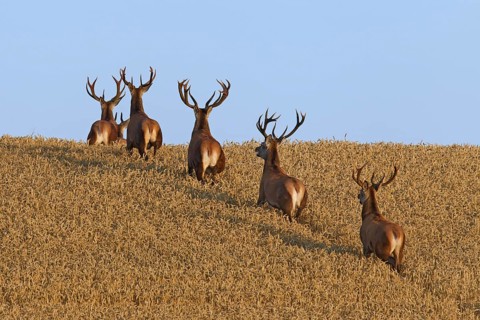 Herd of red deer