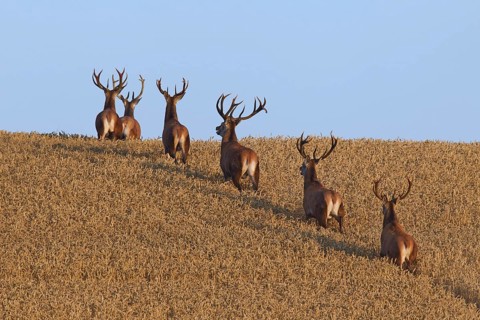 Herd of red deer