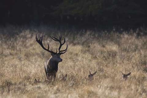 Red deer