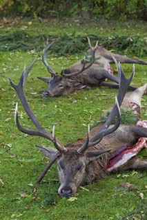 Shot Red Deer