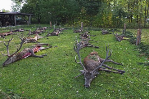 Shot Red Deer