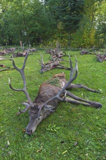Shot Red Deer