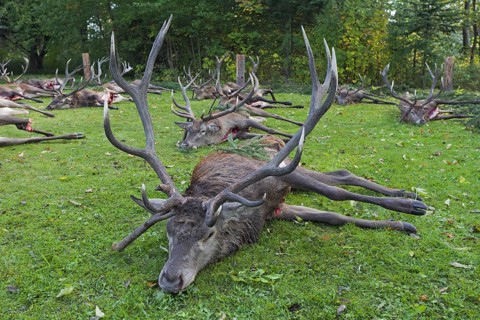 Shot Red Deer