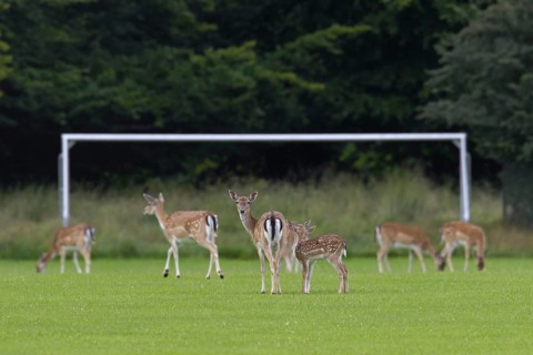 Fallow deer