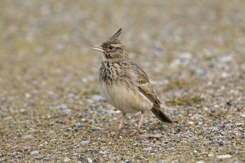 Crested lark