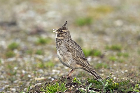 Crested lark
